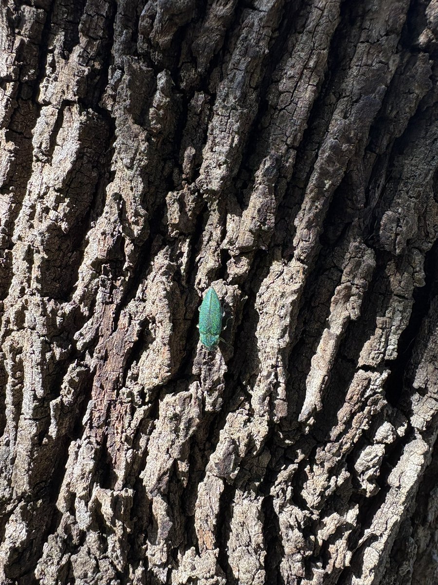 ReiRin🇩🇪🇯🇵 tweet media