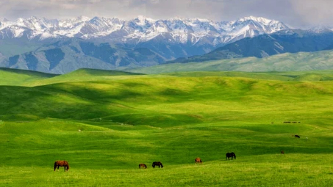 picolo2125's tweet image. La estepa Kazaja, es un mar de hierba que se extiende hasta el horizonte.💚

AMBASSADOR OF KAZAKHSTAN TOURISM  
DIMASH UNITES CULTURES 
#KazakhSuperStar