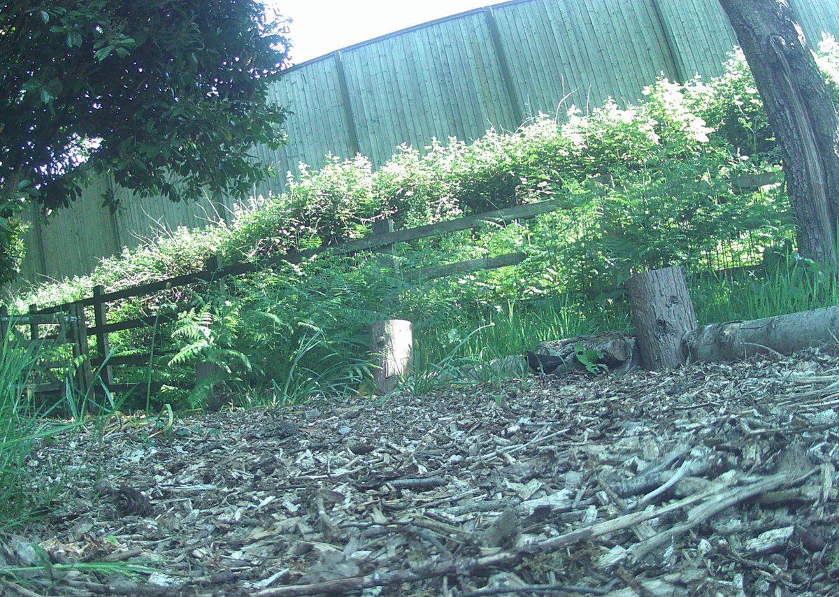 The Old Pheasantry tweet media