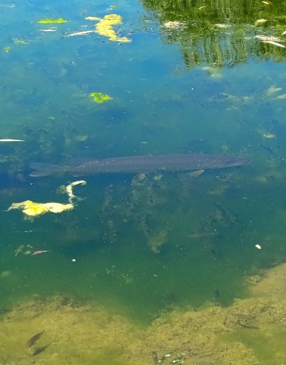 dieser kavensmann bei uns im Parkteich am abchillen