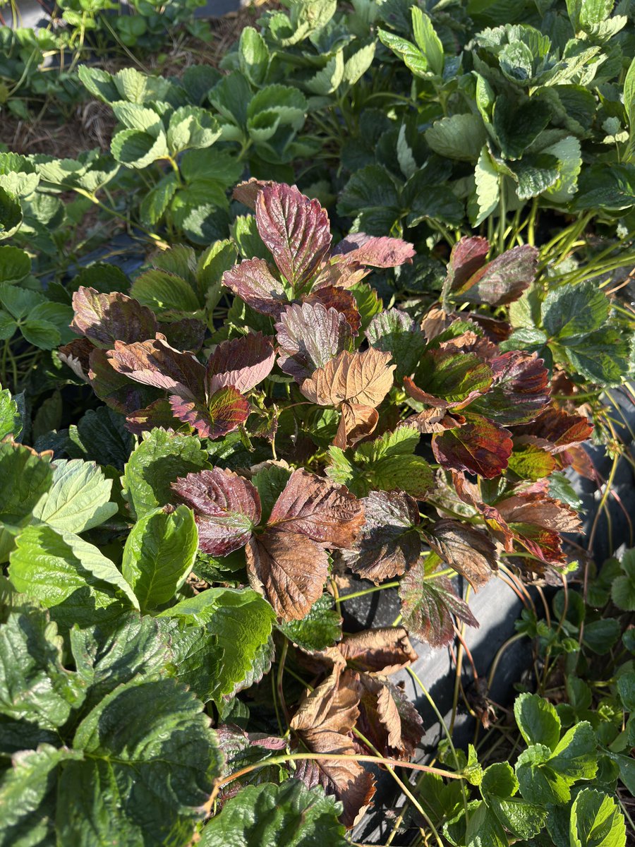 Neo-p has been only minor problem this season. We had infected plants but I think the level of infection was pretty low.