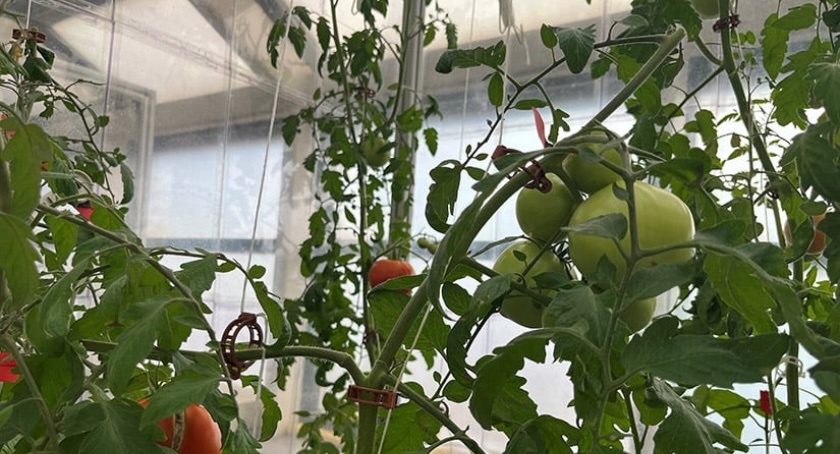 Solar Panels Give Edge to Tomatoes Grown Underneath <a href="/NREL/">NREL</a>
hubs.li/Q03sSwsS0