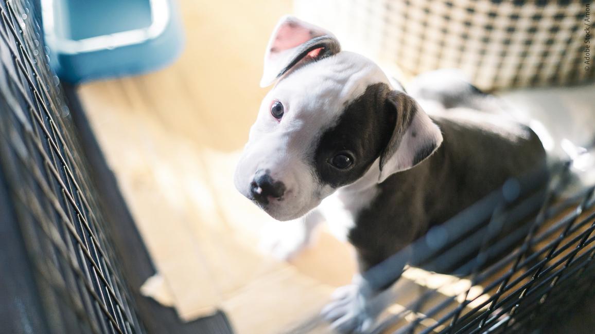 Bien-être et la traçabilité des #chiens 🐕 et des #chats 🐈

Les députés proposent des règles plus strictes sur le bien-être et la traçabilité des chiens et des chats en matière d’élevage, d'hébergement et de traitement des chiens et chats.

🔗 tinyurl.com/549d4bk7