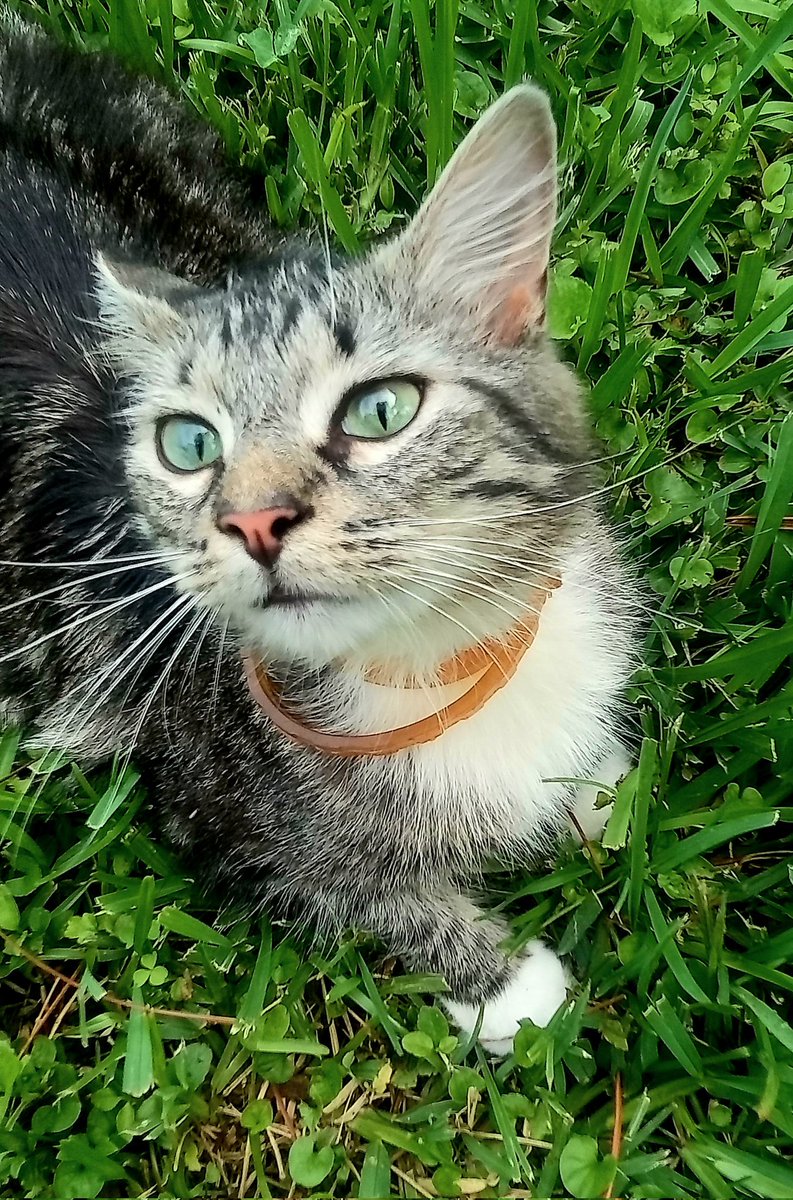 Pepita was a baby when I met in the street.
I rescue her and now, she safe and happy..