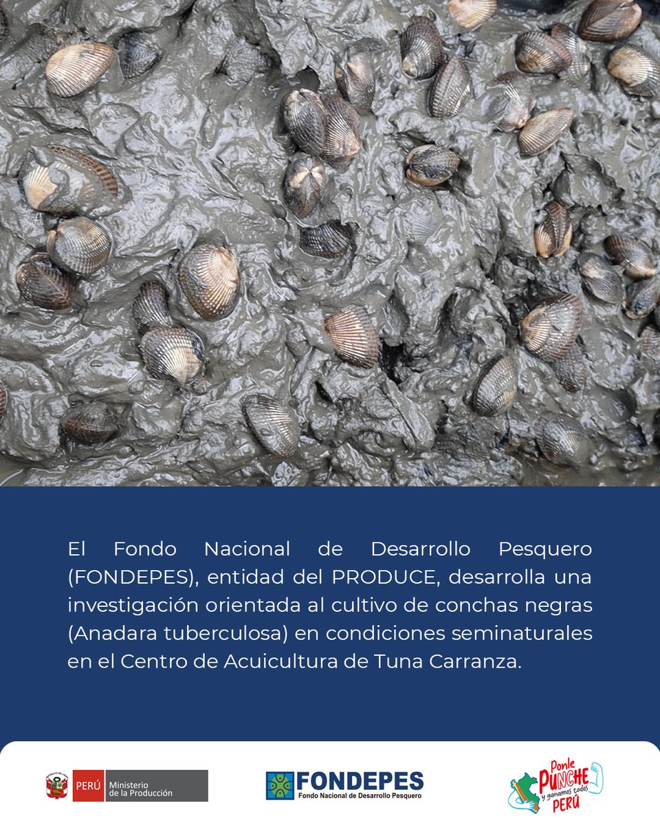 FONDEPES's tweet photo. El objetivo es contribuir al incremento de la población de esta especie en los Manglares de Tumbes 🌿🌊.
👉Lee la nota completa y conoce más sobre este proyecto: https://t.co/Sxq3zo0v9q
#FONDEPES #NotaDePrensa
#ElPerúNoSeDetiene #ConchasNegras
#ManglaresDeTumbes https://t.co/efyIrS44YK