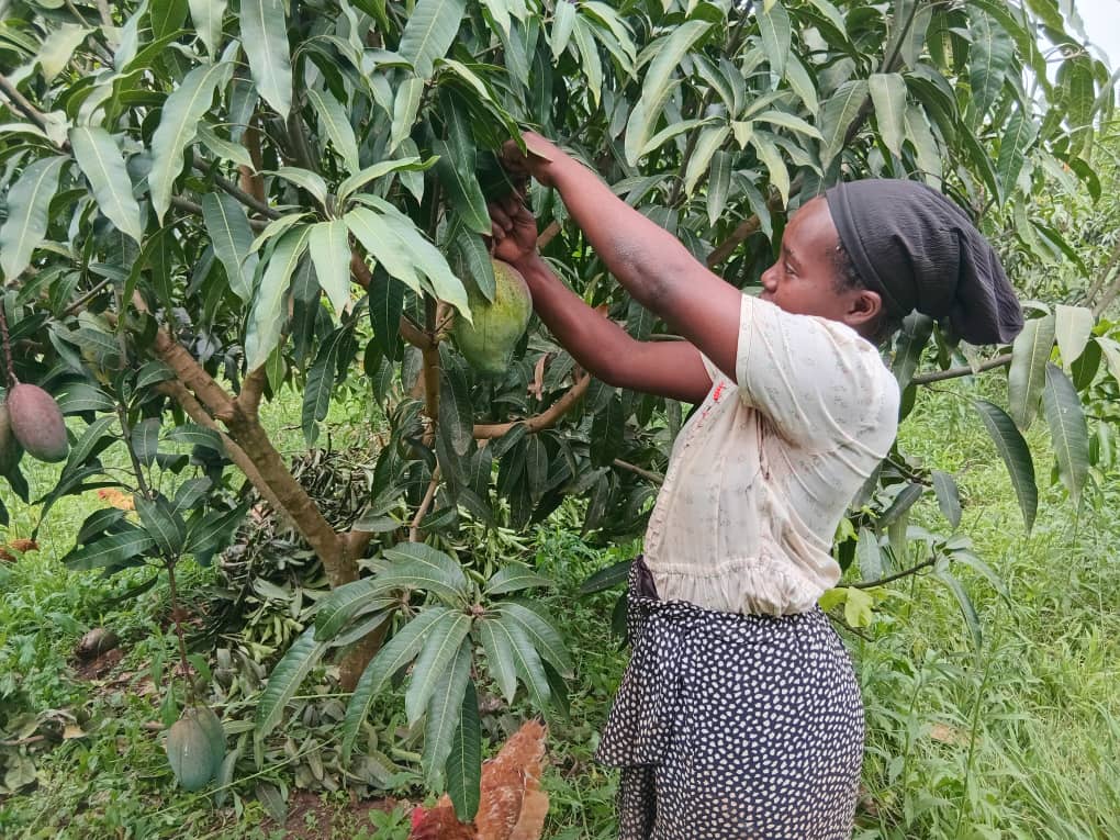 AWYAD_UG's tweet image. Meet Clare Kamusiime, a strong woman living in Kyamagabo in the Kyaka II. 
She received fruit tree seedlings from AWYAD under the #GFAproject [General Food Assistance] ,supported by @WFP 

With the help of George Sserugo, the Energy and Environment Officer, Clare learned how to…