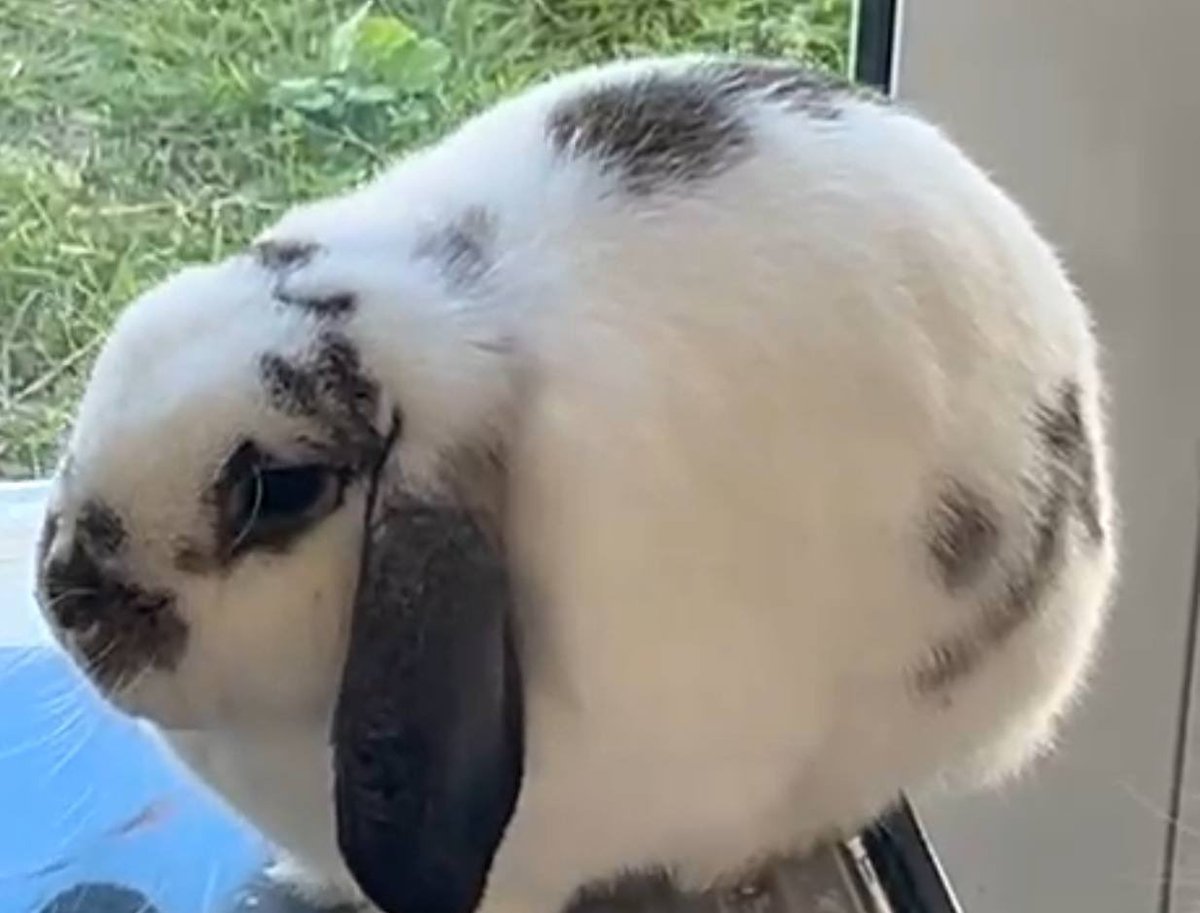 <a href="/SolportTom/">Tom</a> What’s her name? She looks cute 🐰