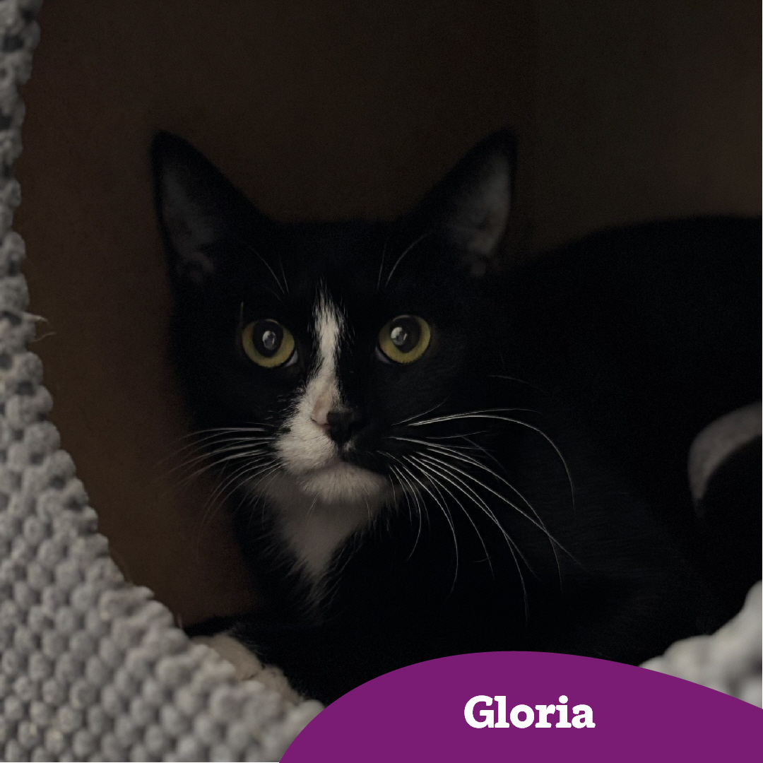 It's Purrsday!🐱
We hope you're all enjoying the sunshine we've recently had 🌞

Meet the felines looking to find their forever home!
Click on the link below to see more info about the cats and submit an enquiry to adopt! 🏡💜

cats.org.uk/warrington#ado…