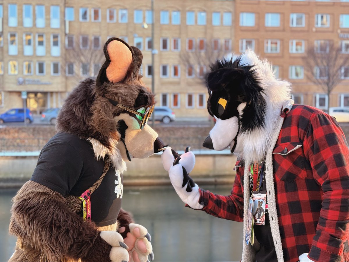 r_toroid's tweet image. What's some bullying between fursuit siblings am i right 😳
📸 @Memburudog
🪡 @T0UGHFLUFF