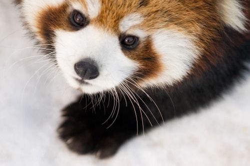 Red Panda Every Hour! (@redpandaeveryhr) on Twitter photo 