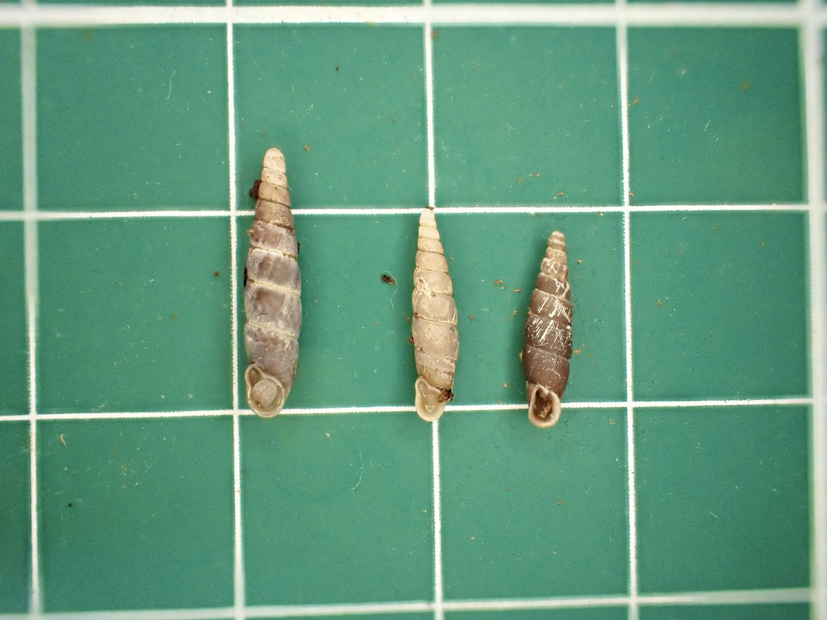 石垣島のノミギセル3種

左からサキシマノミ、ヨワノミ、ヤエヤマノミです。どれもとても良い貝。