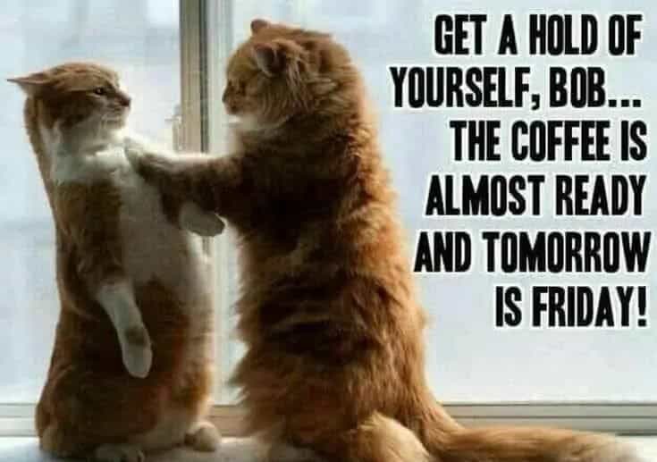 LEADERcleaning's tweet photo. These two fur balls have started to loose it. It’s not easy to focus on a #Thursday morning, however the #coffee is almost ready. Did you have yours this morning?

We are https://t.co/Q3v2jqsdeI it’s almost #friday.

#yql #lethbridge #yyc #yeg #alberta #canada #IranVsIsrael https://t.co/SJJtZQAY6G