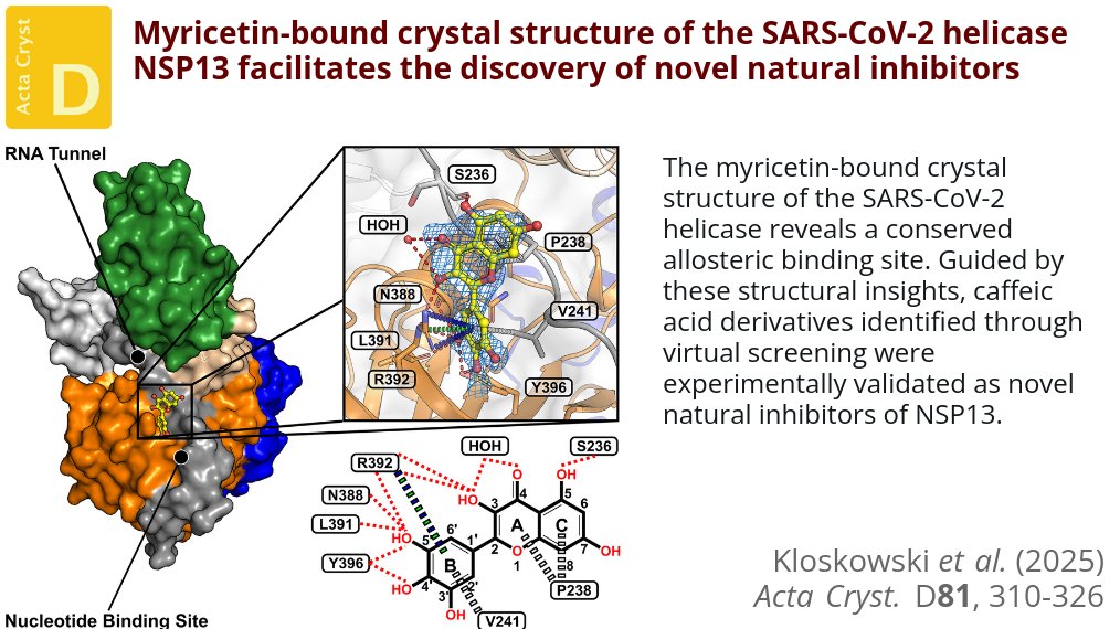 The crystal structure of NSP13 bound to the natural flavonoid myricetin led to a virtual screening campaign that identified rosmarinic acid and chlorogenic acid as potential novel natural inhibitors @unigoettingen #SARSCoV2 #NSP13Helicase #Myricetin doi.org/10.1107/S20597…