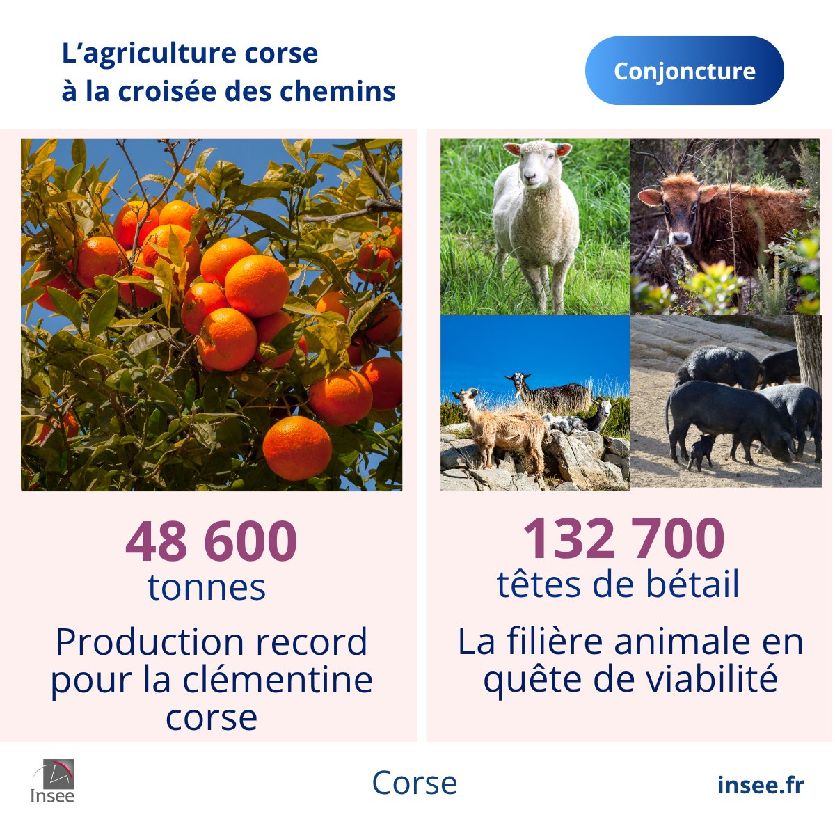 Insee Corse tweet media