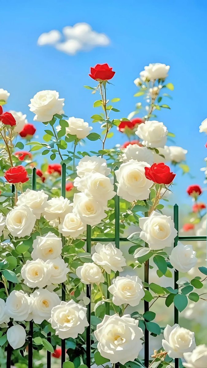 mshafqat72's tweet photo. Every morning is a fresh bloom of possibilities. Let love, peace, and gratitude blossom with your first smile.πΉ
#GoodMorning #MorningBliss #RoseLovers #NatureInspires #FreshStartToday #PeacefulMornings #FloralVibes #PositiveMornings #WakeUpHappy #MorningBeauty #InspirationDaily https://t.co/zQRvFqywIP