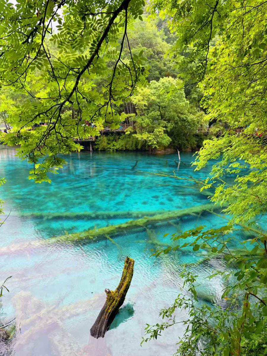 drumv99291982's tweet photo. Jiuzhaigou Valley SichuanChina https://t.co/vESqzJJJ2g