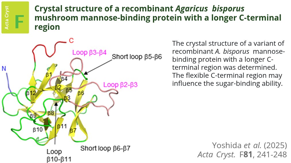 The structure of an A. bisporus mannose-binding protein variant reveals that the C-terminal region has an impact on sugar binding and is important for the mannose-binding affinity #AgaricusBisporus #CarbohydrateBindingProtein #LectinLikeProtein doi.org/10.1107/S20532…