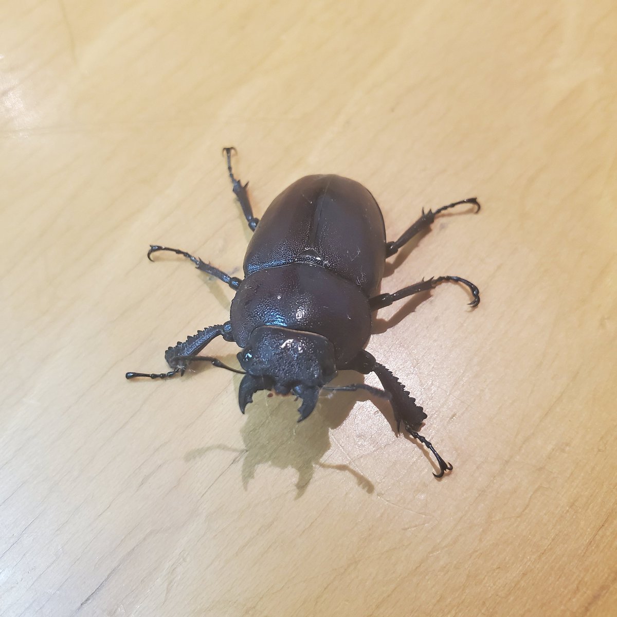 allochotes's tweet image. そんな怒んナッツ