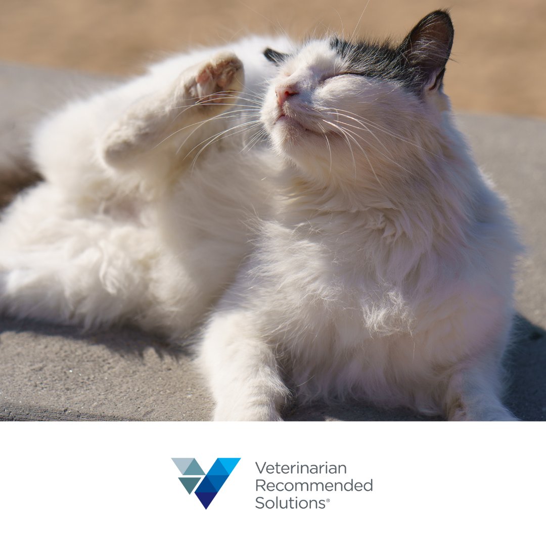 VRSPets's tweet image. Summer fun means more outdoor activity, but also an increased risk of skin issues. Always consult your veterinarian for guidance.

#SummerSafety #PetInjuryPrevention #VetApproved