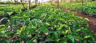 #ЗеленоеНаследие Эфиопия пересматривает меры по борьбе с изменением климата, обеспечивая продовольственную безопасность и более зеленое будущее. #ЗеленаяЭфиопия #ДействиеКлимата #ЗеленоеНаследие