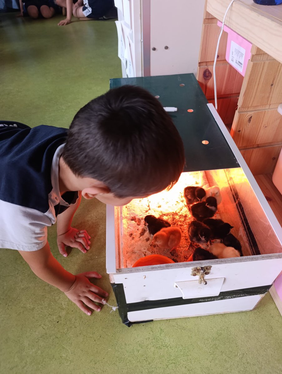 Finalizamos el proyecto de la gallina castellana viendo como han nacido en nuestros pollitos, solo queda acogerlos y cuidarlos hasta que lleguen a su nuevo hogar. #MaristasCuentaConmigo