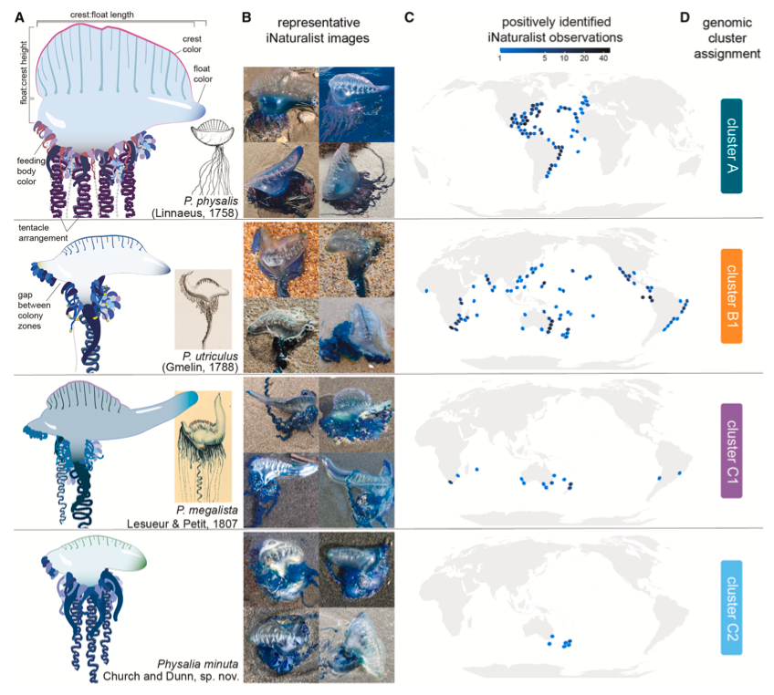 Genómica poblacional de la fragata portuguesa a escala global: más de una especie y estructura poblacional moldeada por vientos y corrientes oceánicas. Notar la gran utilidad de fotografías de <a href="/inaturalist/">iNaturalist</a> para evaluar patrones de variación fenotípica.

doi.org/10.1016/j.cub.…
