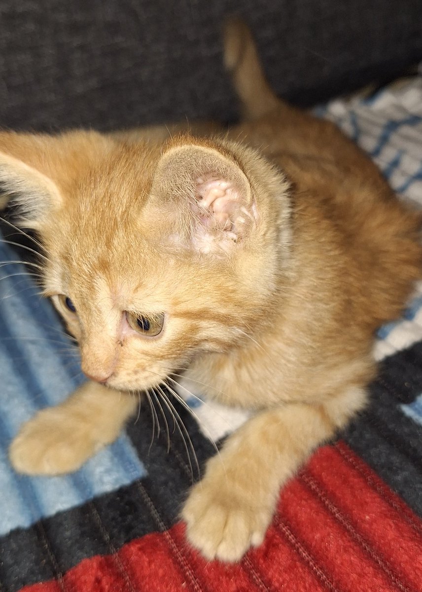 جابولي هذا هدية 🐧 
اني ما اخاف منهم بس ما مجربة اربي بزونه اتوتر منهم بالبيت 
مشاعري متخربطة وياك يا بزون 🙆‍♀️