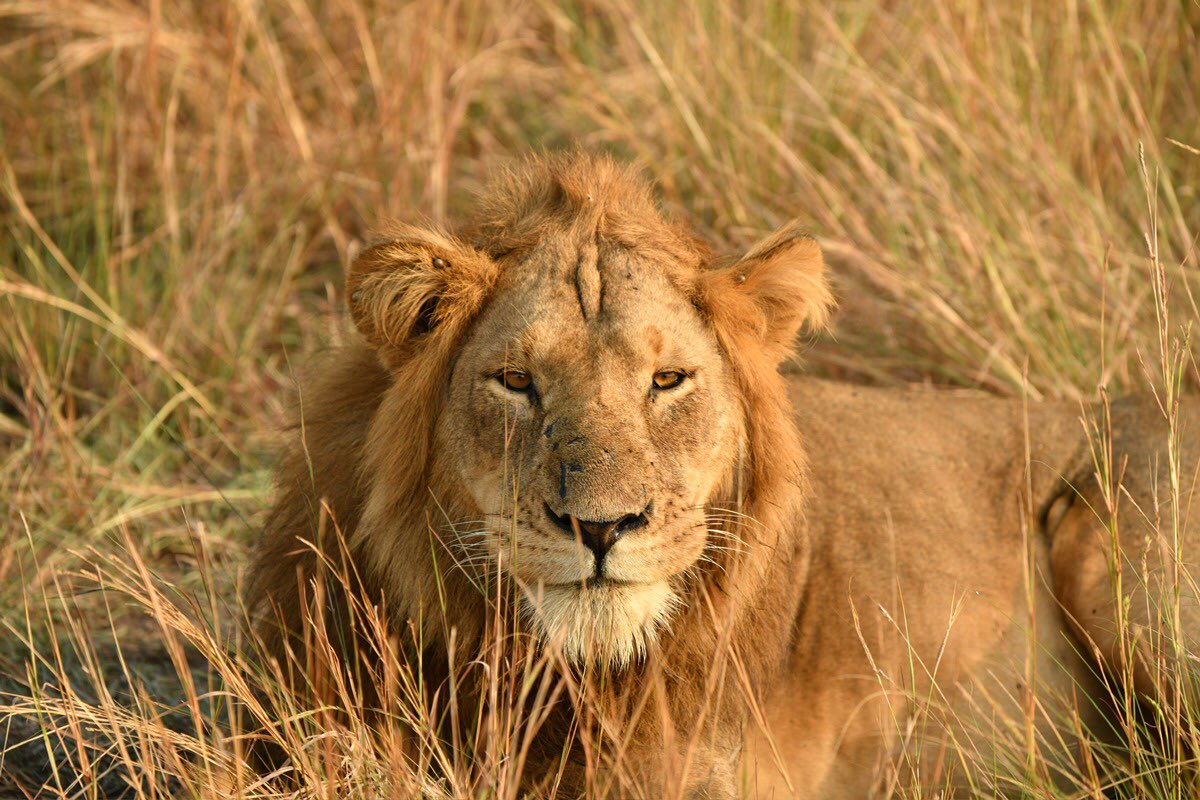 Volcanoes Safaris Partnership Trust is proud to announce a new partnership with Denver Zoo Conservation Alliance to support the Kyambura Lion Monitoring Project in Uganda. 

Follow the link below to learn more.
volcanoessafaris.com/community-proj…