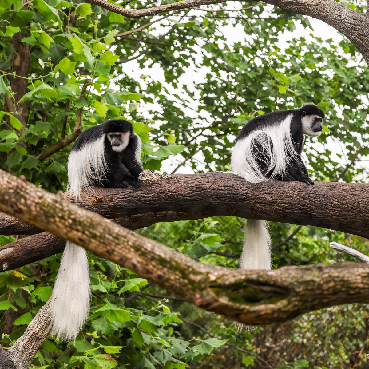 Leopard Forest opens tomorrow and our colobus crew is ready to leap into the spotlight! 🐒⁠
⁠
Meet Theo, Ruby, Louise, Virginia, Lulu, and Zuri, our black-and-white colobus monkeys. These primates are known for their long tails, flowing fur and impressive jumps.⁠