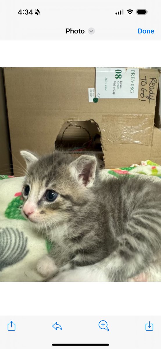 After Robin rescued me, I had to stay at the vet for a month until I was old enough to be adopted. 
This was the first photo mom took of me. She said it was love 💕at first sight.😻
Robbie 🩶