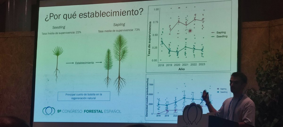 MndzMery's tweet photo. Es el turno de #AndresdelaCamara para contar en el @congresoforesta cómo se modeliza la #germinacion y #establecimiento de #Pinuspinaster🌲 🍂🍃📝con #entresaca por #bosquetes. @INIA_es @CSICdivulga @CSIC #CFE25 #CFEGijon #DINAMO #ICIFOR https://t.co/iIfhqnawiy