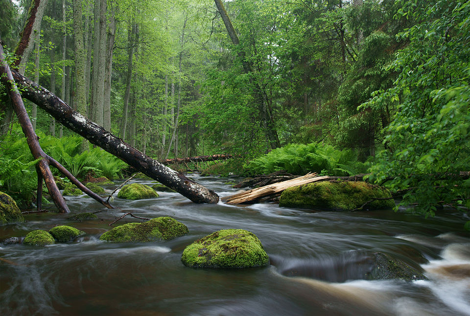 "Adopt the pace of nature: her secret is patience." - Ralph Waldo Emerson 🌱 #NatureLessons