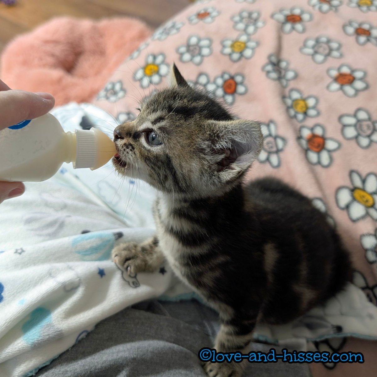 Sebastian is still taking a bottle. He gets a bottle twice a day, and he enjoys it quite a bit. (The formula is watered down; he's getting most of his calories from solid food at this point. Why's he still getting a bottle? Because he wants it. You got a problem with that?)