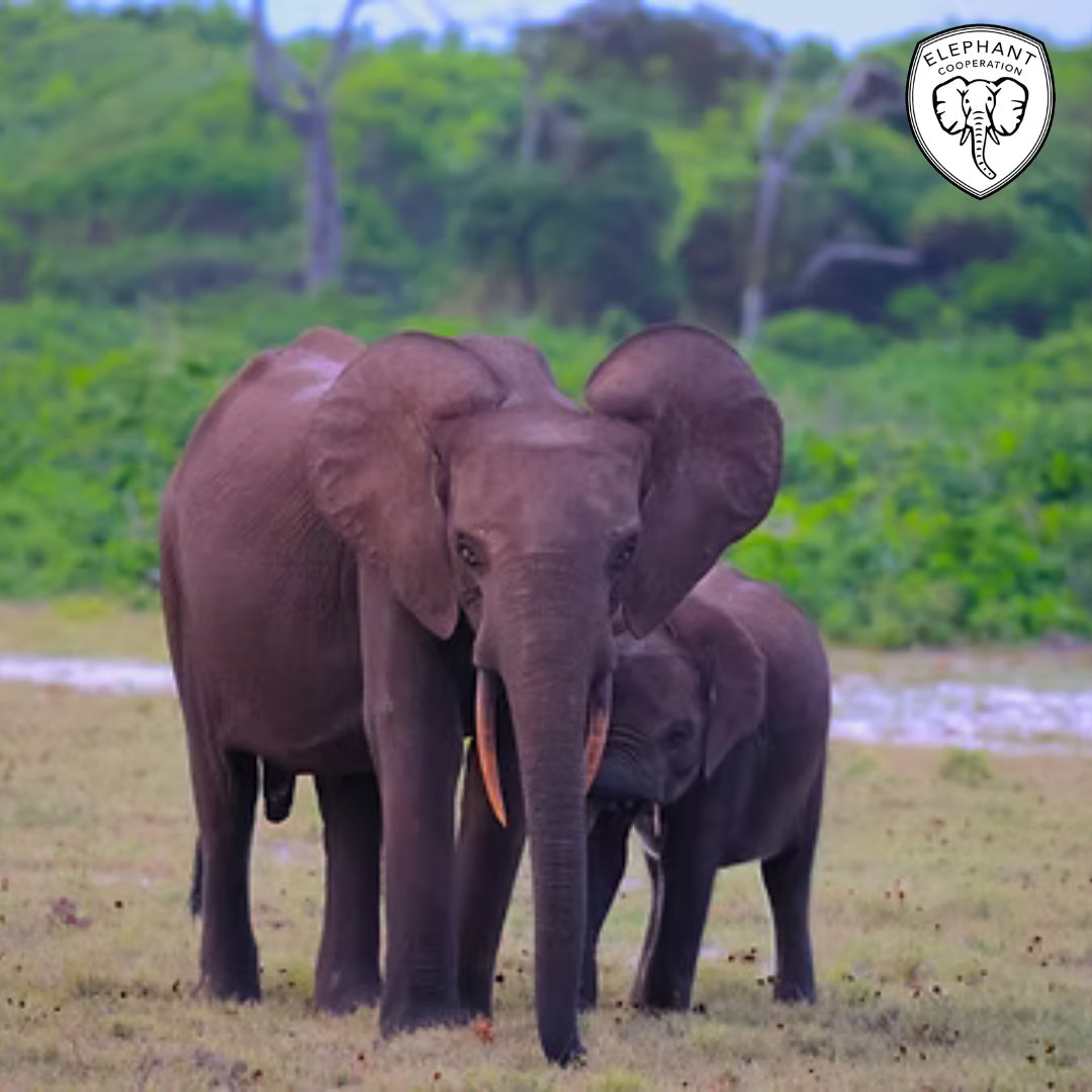 ElephantCoop's tweet image. 🚧 Movable fences and scout patrols protect both elephants and people.
Reducing conflict builds trust and long-term cooperation.
One fence at a time, we’re making coexistence possible. 🐘🏡
#CooperateToCoexist #Elephants #HabitatConservation #PeacefulProtection #WildlifeSafety