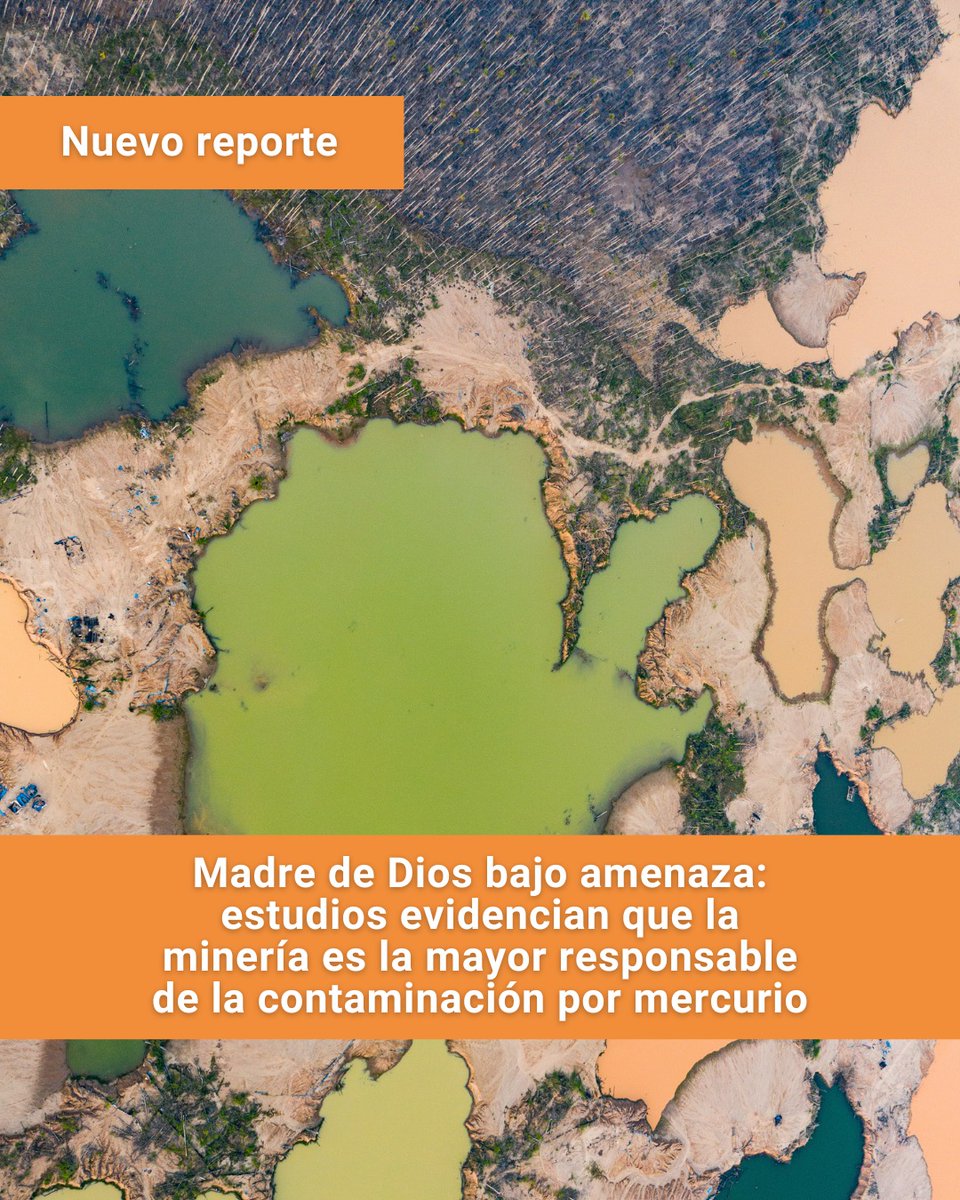 CINCIAMDD's tweet image. ¡Lanzamos el reporte de #MadreDeDios!
🚨Después de alertar sobre los niveles de #mercurio en #Loreto, presentamos ahora los datos que confirman la grave exposición de personas, fauna y ecosistemas en Madre de Dios.
Lee aquí el reporte:🔗 bit.ly/4laNScn