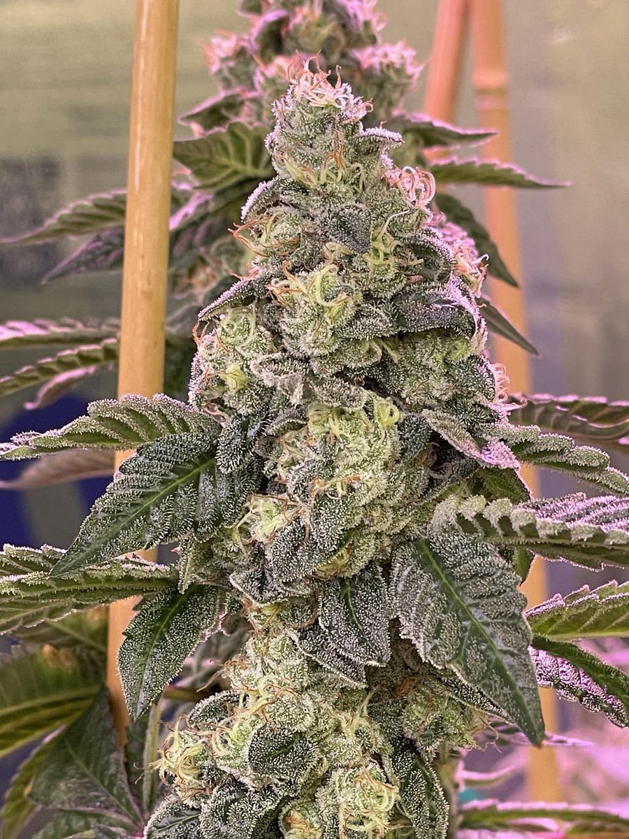Alpha_Plugs's tweet photo. Roasted Garlic Margy
This girl is roasted and toasted about day 60
#MarsHydroFC4800 #MarsHydroM6ClipFan
#homegrown #growyourown
#MarsHydroAdliteBlue #420community #StonerFam #terpchase #phenohunting #solocup #driphydro #cannabis #Flower #grape #420community #homegrown https://t.co/rneCqbQhQZ