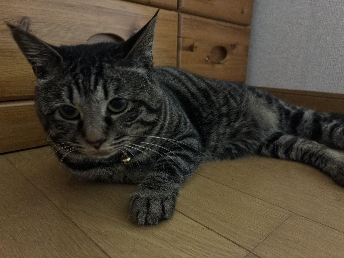 お昼STEPN🚶‍♀️
今日の猫様🐈

#STEPN
#STEPNGO