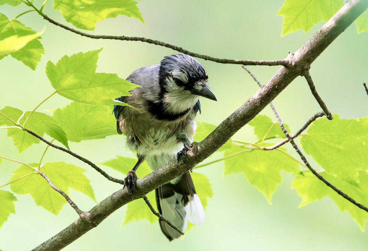 Blue jay