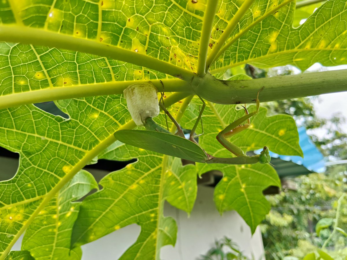 gc_gan's tweet photo. Oviposition of the Giant Green Mantis (Hierodula sp.)

Spotted in June 2025 @ Penang, Malaysia. https://t.co/qdHLviB08h