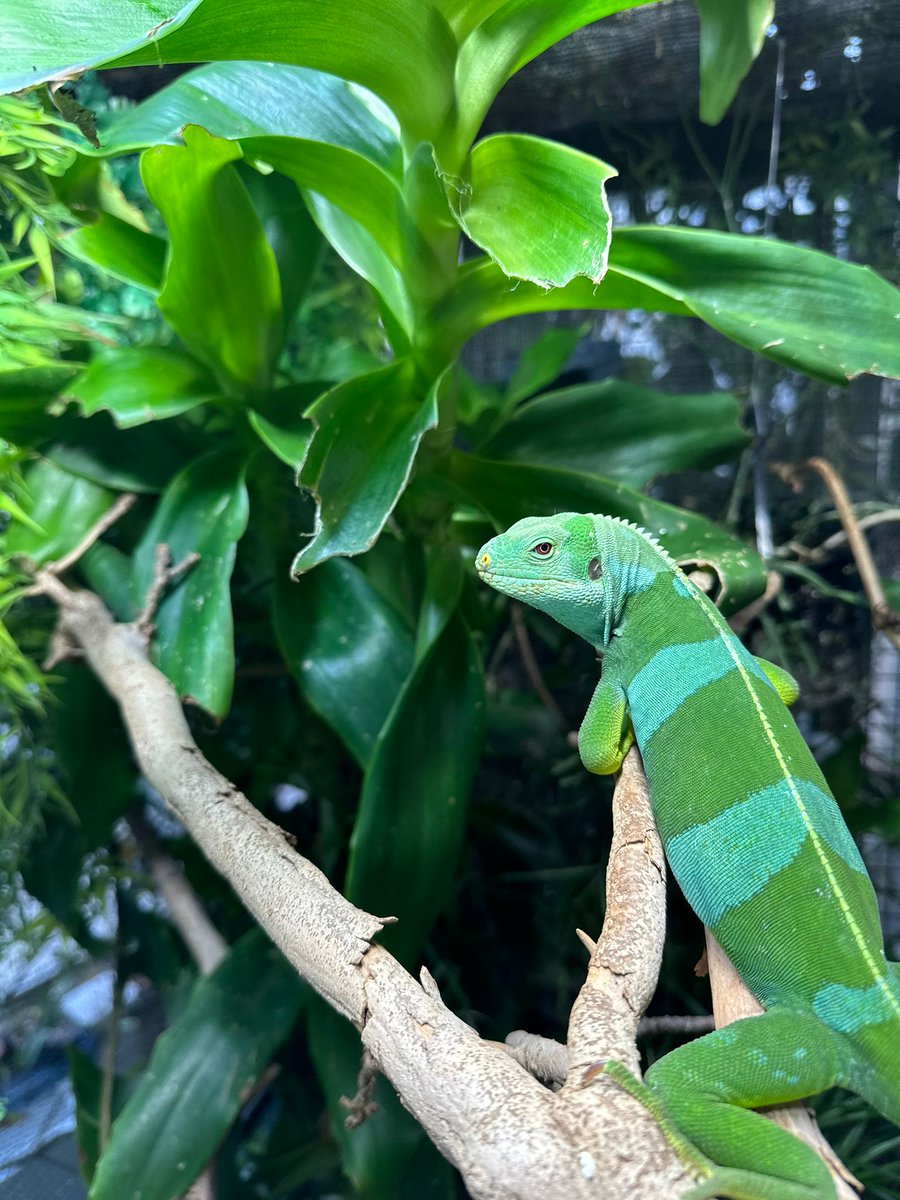 🦎 Meet Fiji, our #LauBandedIguana — a rare island reptile found only in parts of Fiji 🇫🇯🌴
With striking turquoise bands, he’s not just a pretty face — this #iguana is endangered &amp; vital to tropical ecosystems.

Island-born. Tree-dweller. Total legend.

#MeetTheAnimals #Reptiles