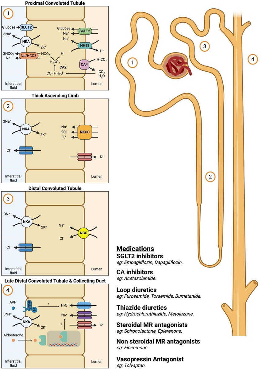 🫘❤️‍🩹Diuretics in Heart failure

academic.oup.com/ndt/pages/join…

<a href="/NDTsocial/">NDT</a> <a href="/hjanders_hans/">Hans-Joachim Anders</a>