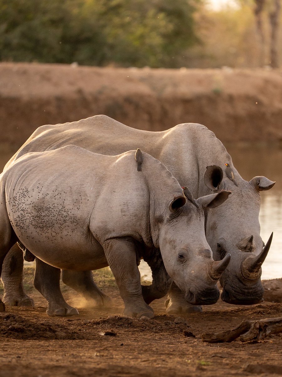 Sudáfrica se va quedando grabada en mi mente 🧠 y en mi corazón 🫀 para siempre. 
No hay forma de explicar lo que es ver a estos animales en su habitat natural, escuchar a un león rugir, ver un elefante de frente.. 
Un verdadero sueño hecho realidad🙌🏼🇿🇦