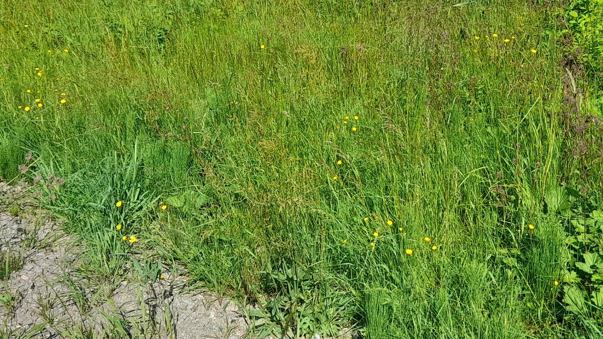 SwedishGamester's tweet photo. It's #MidsummersEve tomorrow so I want to #PickFlowers on my long #WalkHome, but there's not much #flowers to be found so far! https://t.co/VRxUC4Ti1h