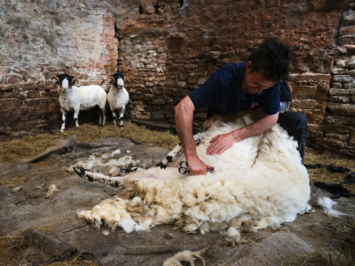 Darren clipping Edward's Rough Fell tups.  "Aye, he prefers his tups to be clipped by hand"   #SheepOfTheDay