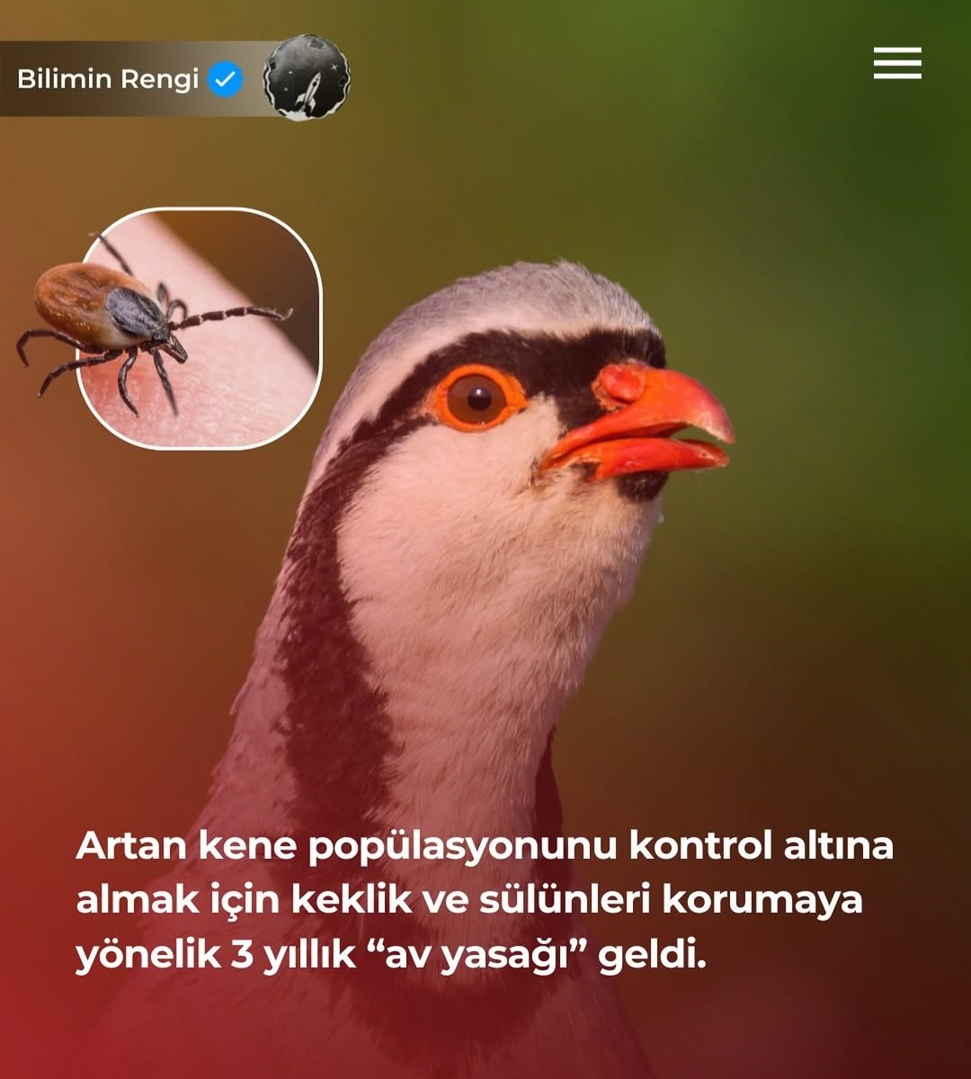 Avcılık bir spor değil katliamdır. Av yapmak tamamen yasaklanmalı. #kene