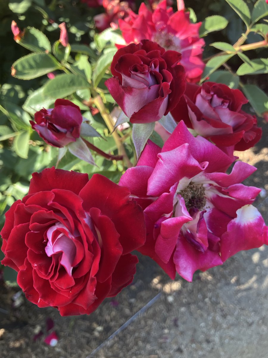 ⁦<a href="/PMovimiento/">Primer Movimiento</a>⁩  Flores de La Paz en el Capitolio de CA - para Los Mundos Posibles- y aquí estamos y no nos vamos y claro que somos mexicanos