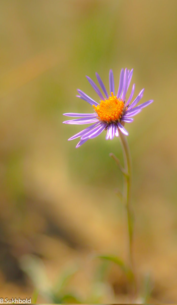 Гантай жилийн цэцэг