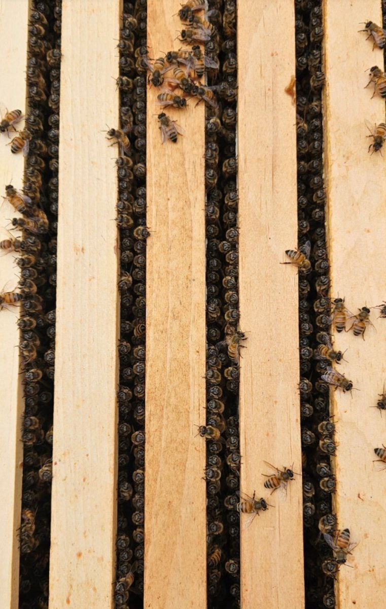 It's humid and the Bees are collectively fanning the hive to both control the temp and dry the nectar into delicious honey.