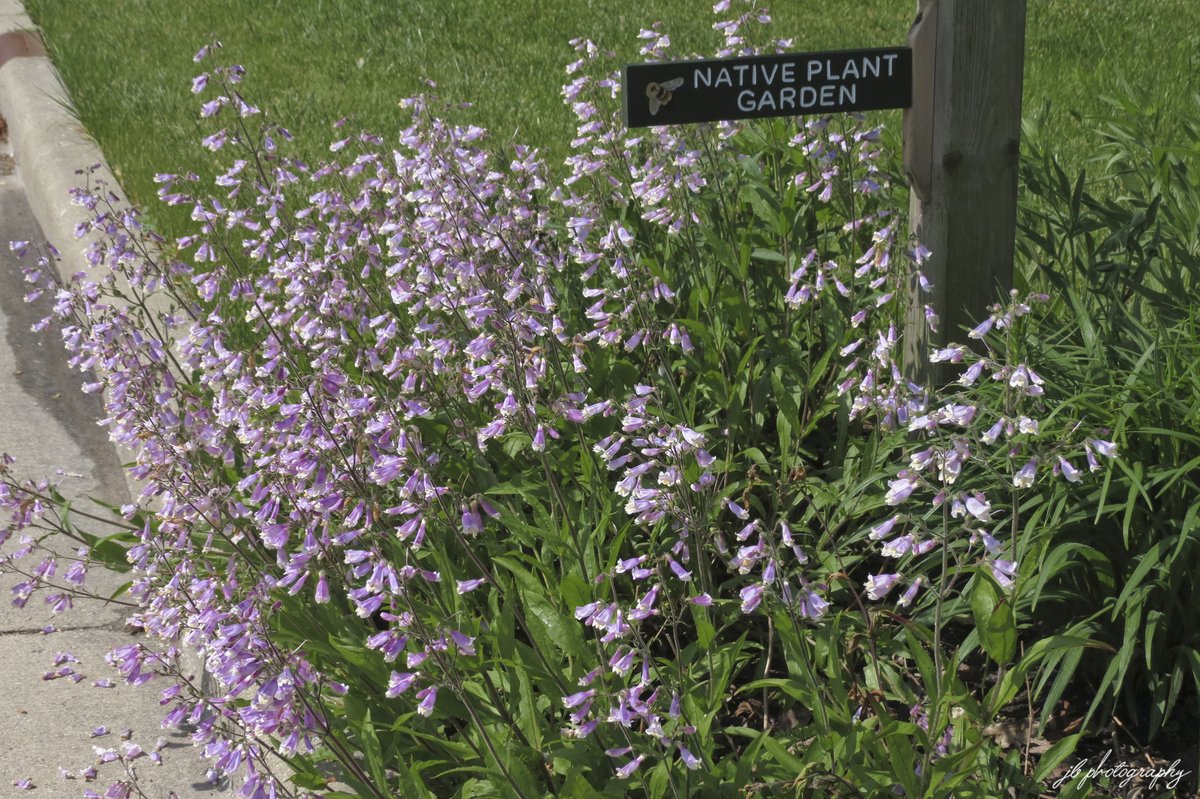 Hairy beardtongue is at peak bloom in the mailbox garden.