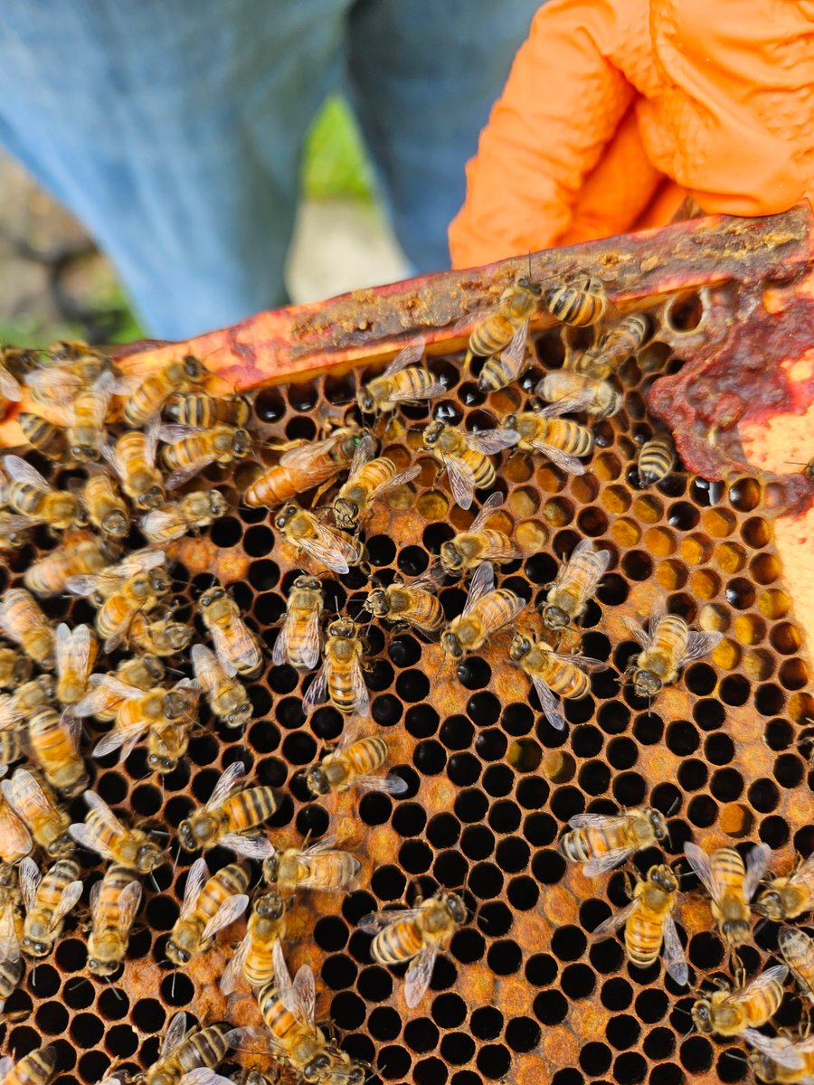 Find the Queen.